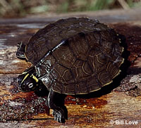 false map turtle