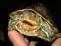 The map turtle belongs to the Graptemys genus