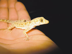 middle east gecko