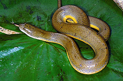homalospine snake