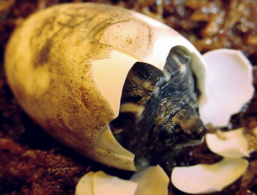 Mexican giant musk turtles