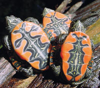 western painted turtle