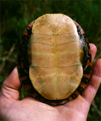 The undercarrige of a painted turtle