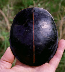 The shell of the painted turtle