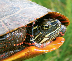 The painted turtle is found in 90% of the U.S.