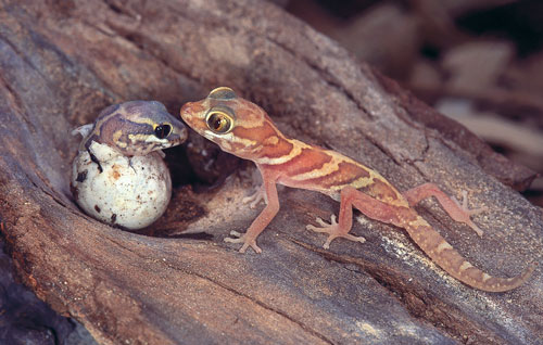 ‘Pictus’ Hatchling Care