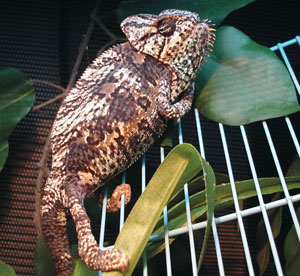 Piebald Veiled Chameleon 