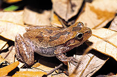 pinewoods treefrog