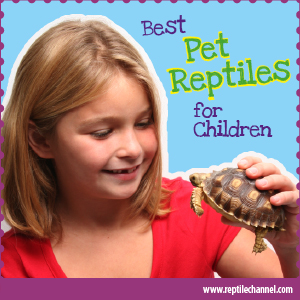 Les meilleurs reptiles pour enfants