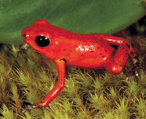strawberry poison frogs