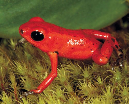 Strawberry Poison Dart Frog