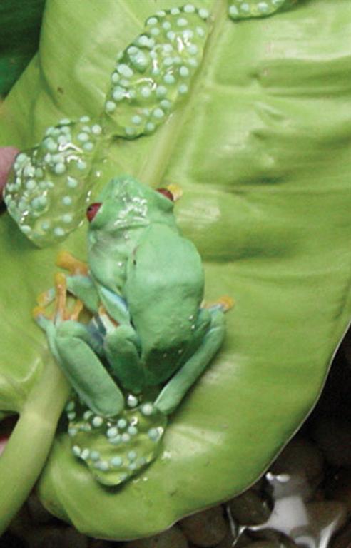 red eyed tree frog life cycle