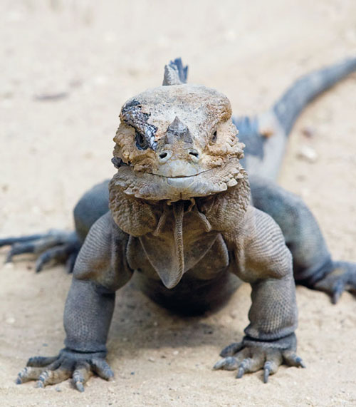 rhinocerous iguana