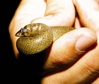 rubber boa