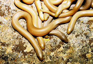 Northern Rubber Boa (Amphibians and Reptiles of Hastings Natural