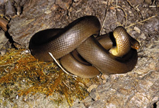 rubber boa