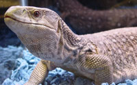 Savannah Monitor