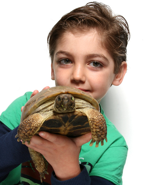 The Russian tortoise is easier to breed when the amount of females is greater than the males