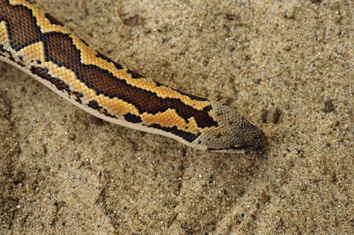 rough scaled sand boa