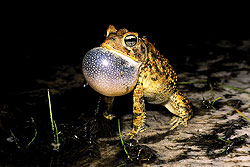 southern toad