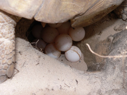 Sulcatas lay between a dozen and two dozen eggs on average