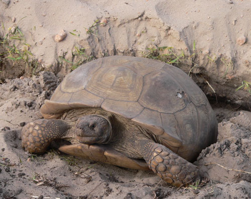 Only one male is necessary for a group of African Spurred tortoises