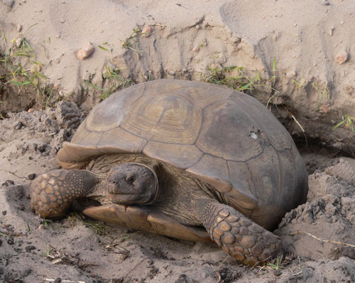 Sulcata Tortoise Breeding Reptiles Magazine 