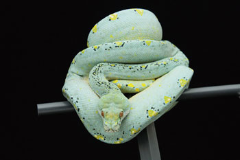 Green Tree Python