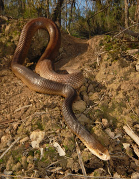 Taipan snakes