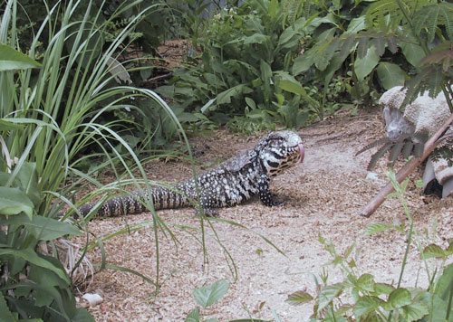 Because Tegus spend most of their time in the moist underground in nature, its important to imitate that in their living spaces