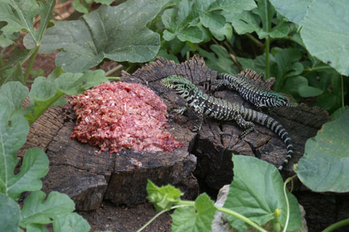 Captive Tegus tend to eat more meat than wild tegus, which are mainly vegetarian