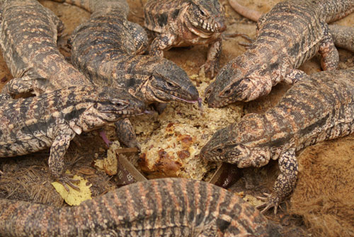 The addition of calcium is important when feeding baby Tegus