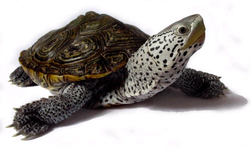 The Maryland Legislation removed the Diamondback Terrapin from the "harvestable" list