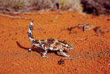 thorny devil