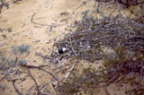 thorny devil