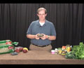 Tortoise Feeding and Nutrition Video