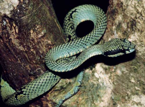 The Ceylon green pit viper (Trimeresurus trigonocephalus) is a widespread, endemic species in both the wet and dry zones.