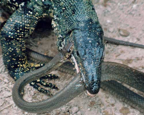 A common water monitor (Varanus salvator) fights with an Oriental rat snake (Ptyas mucosus).