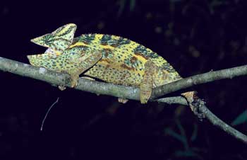 Handling Chameleons