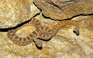 Herping for Western Garter Snakes