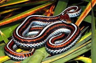 San Francisco garter snake