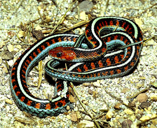 california red sided garter snake