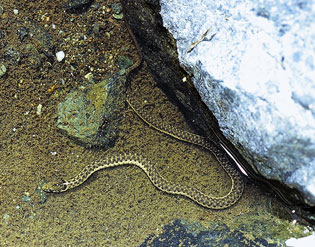 garter snake