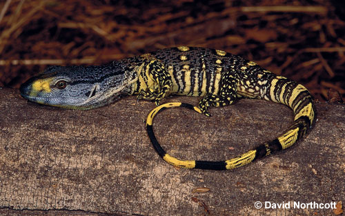 white throat monitor lizard