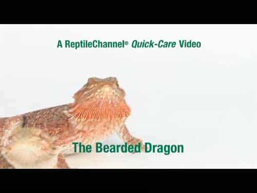 ReptileChannel Quick Care Video-The Bearded Dragon