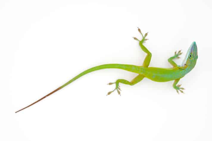 Researchers Study Green Anoles And How Stem Cells Promote Regrowth