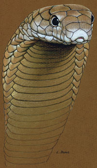 A King Cobra  drawing by Lori Dunn