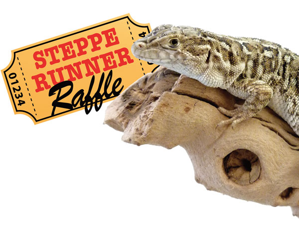 steppe runner lizard raffle