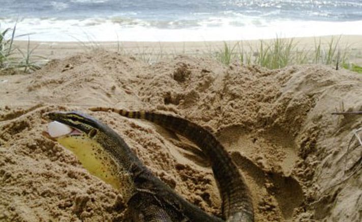 The Solution For Keeping Monitor Lizards From Raiding Sea Turtle Nests? Cane Toads