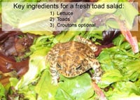 Invasion Of The Salad Toad